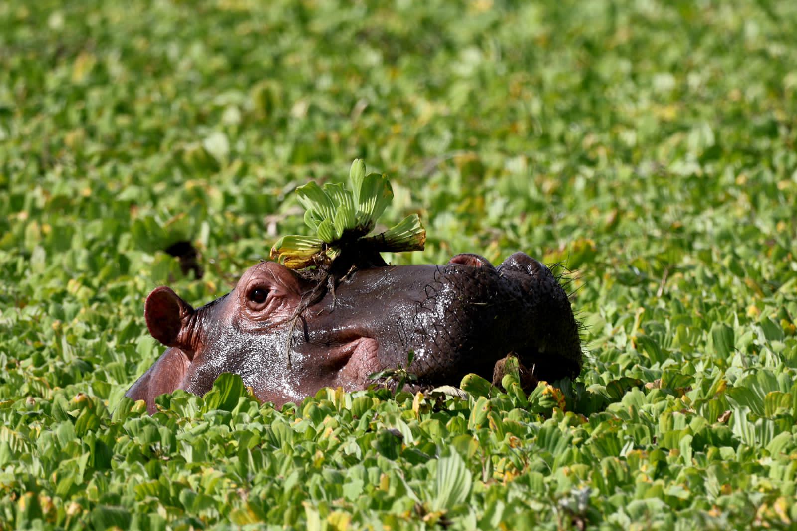 Hippo in River